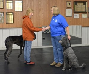 canine good citizen testing